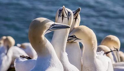 开云下载-【英超】京多安托雷斯破门 B席中柱 曼城2比0胜纽卡