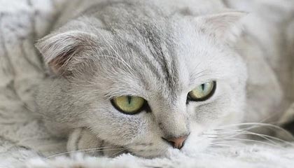 开云app-首份保障合同近在眼前 猛龙落选秀却面临七项指控